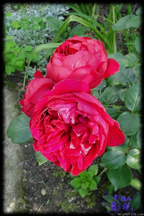 'Red Eden Rose' rose photo