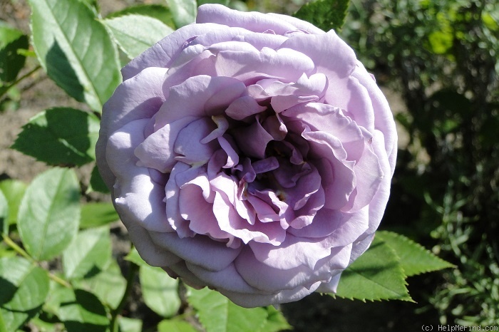 'Novalis ®' rose photo