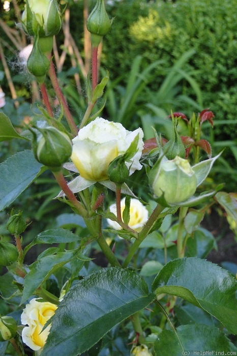 'Solero ® (florists rose, Kordes, 2000)' rose photo