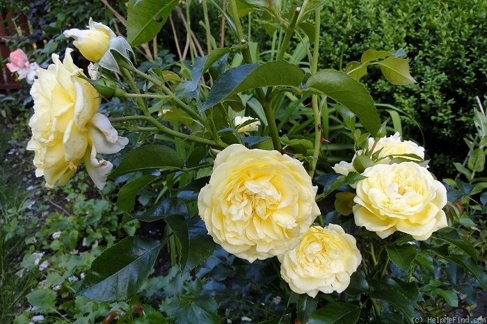 'Solero ® (florists rose, Kordes, 2000)' rose photo