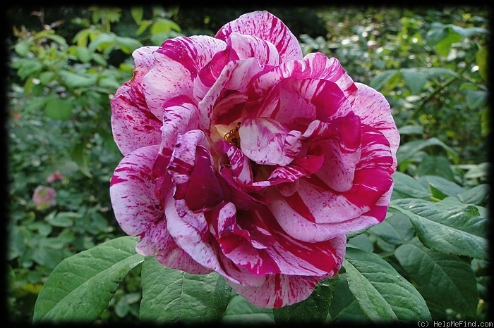'Ferdinand Pichard, Cl.' rose photo