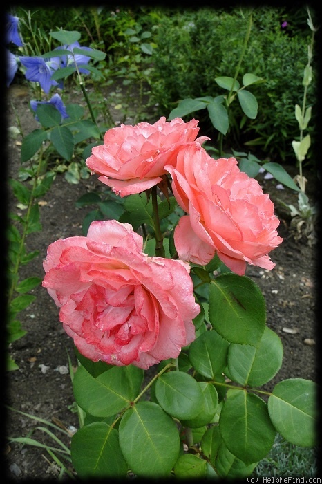 'Aachener Dom' rose photo