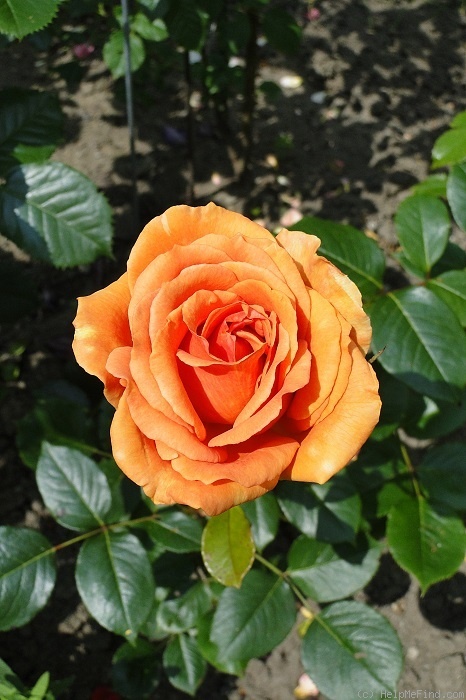 'Ashram ® (hybrid tea, Evers/Tantau, 1998)' rose, click to enlarge 'Ashram ® (hybrid tea, Evers/Tantau, 1998)' rose photo