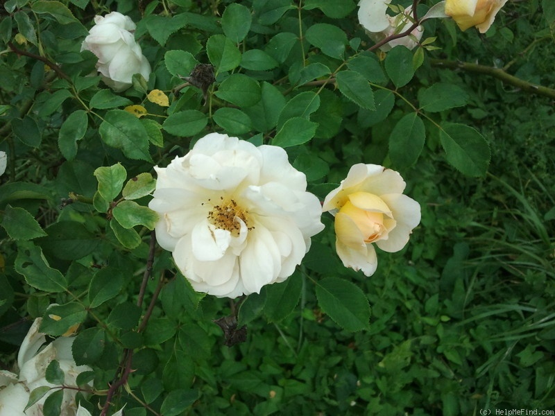 'Marc-Antoine Charpentier' rose photo