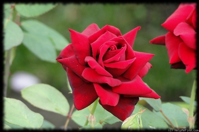 'Josef Klimeš' rose photo