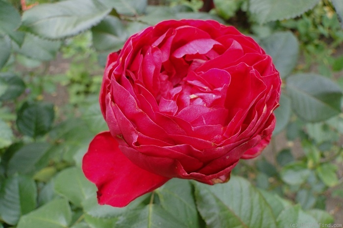 'Traviata ™ (hybrid tea, Meilland, 1997)' rose photo