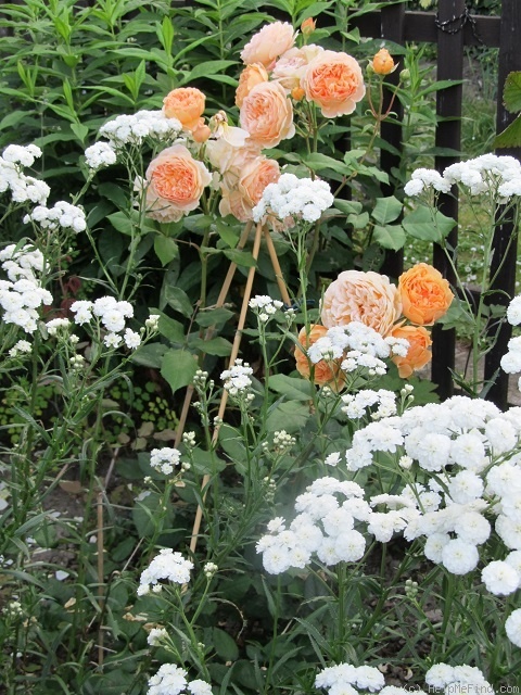 'Crown Princess Margareta ®' rose photo