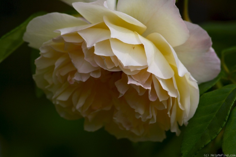 'Céline Forestier (Tea Noisette, Trouillard, 1842)' rose photo