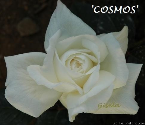 'Cosmos ® (hybrid tea, Combe/Meilland, 1994)' rose photo