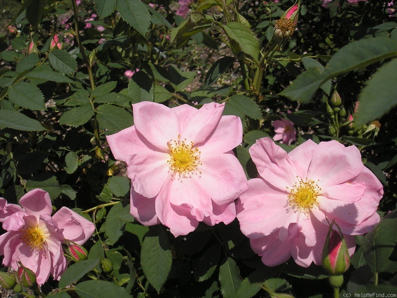 'Applejack (shrub, Buck, 1962/73)' rose photo