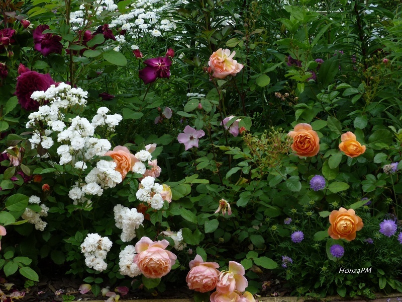 'A Big Hobby - My Small City Garden'  photo