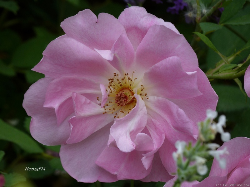 'The Lady's Blush (shrub, Austin, 2010)' rose photo