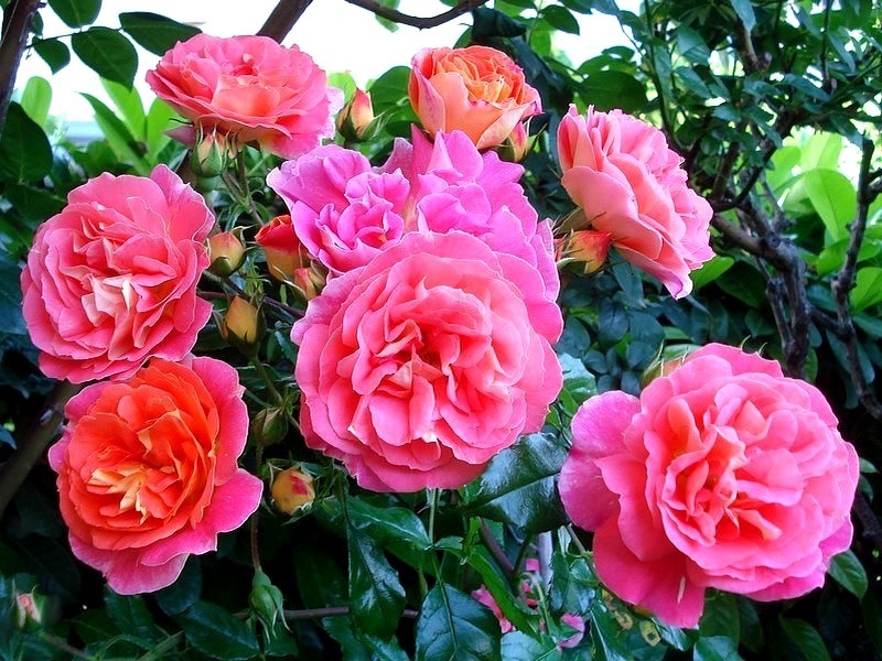 'Joli Tambour' rose photo