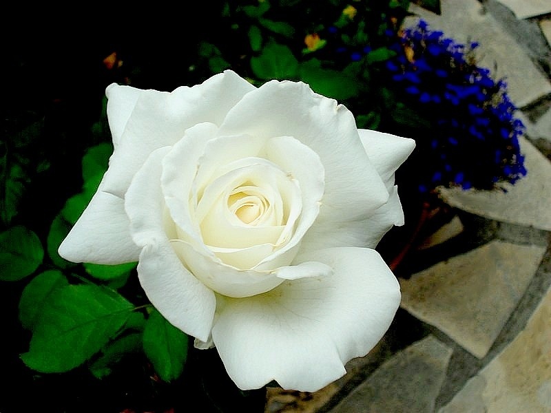 'Pape Jean Paul II ®' rose photo
