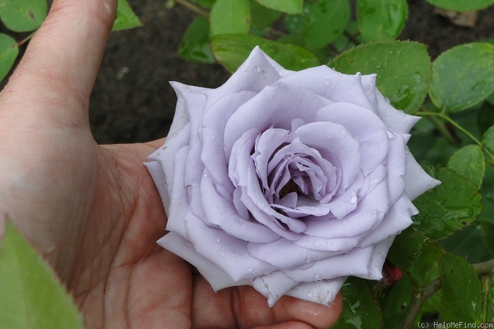 'Ametyst (hybrid tea, Urban, 1978)' rose photo