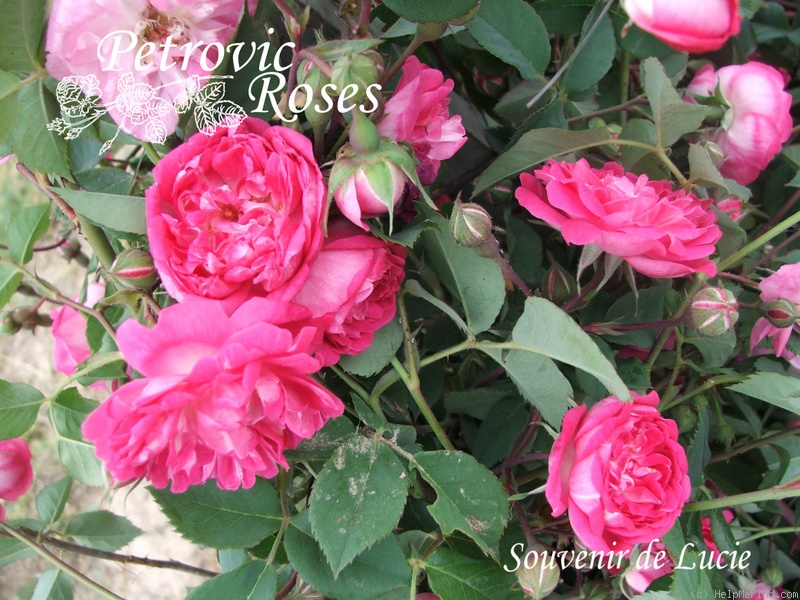 'Souvenir de Lucie' rose photo