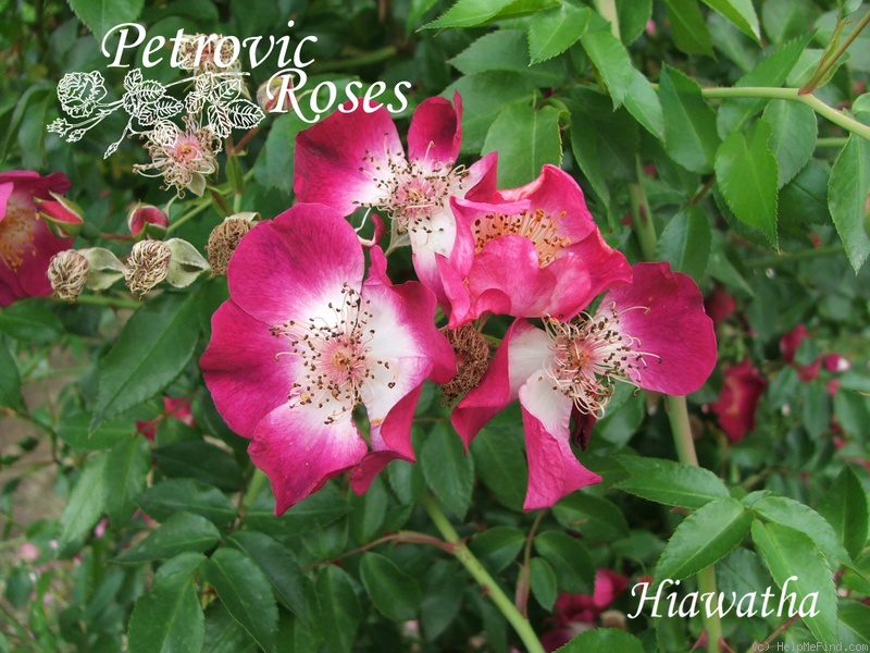 'Hiawatha' rose photo