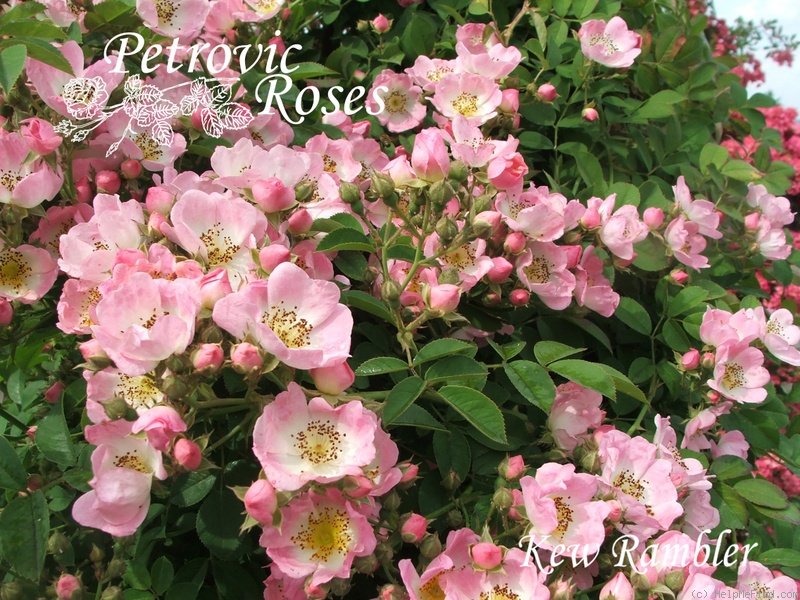 'Kew Rambler' rose photo