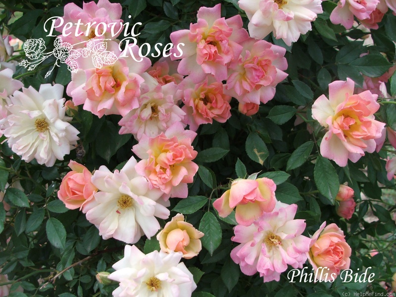 'Phyllis Bide (Polyantha Cl, Bide, 1923)' rose photo