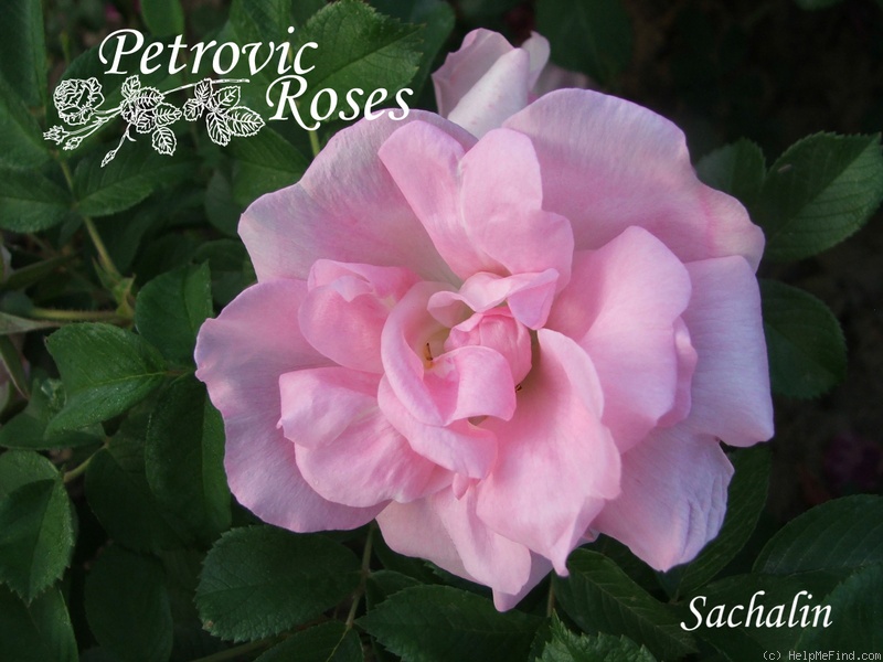 'Sachalin' rose photo