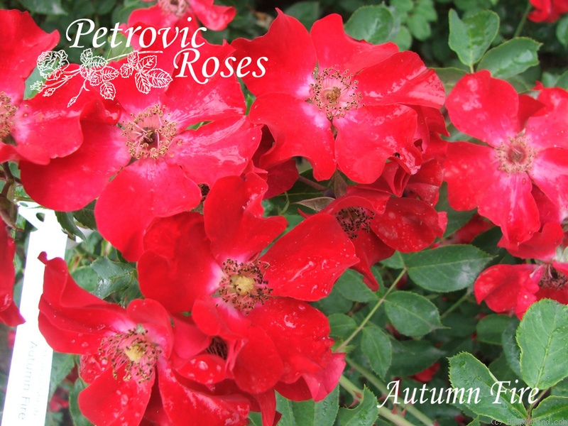 'Autumn Fire (Eglanteria, Kordes, 1961)' rose photo