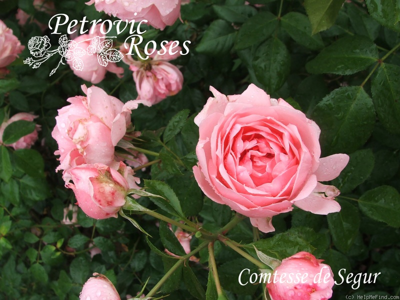 'Comtesse de Ségur ® (hybrid tea, Delbard, 1994)' rose photo