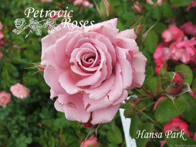 'Hansa Park' rose photo