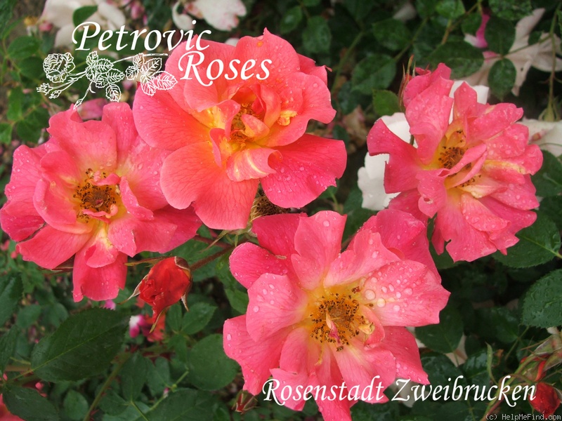 'Rosenstadt Zweibrücken ®' rose photo