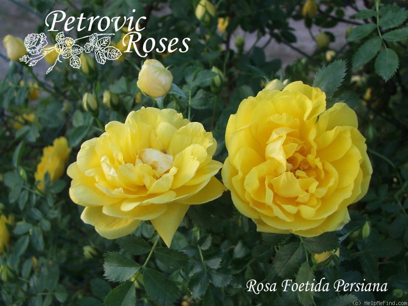 'R. foetida persiana' rose photo