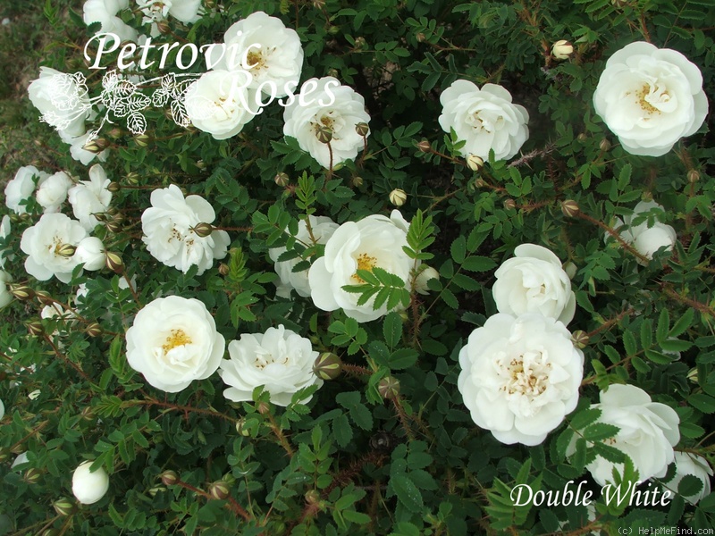 'Double White (hybrid spinosissima)' rose photo
