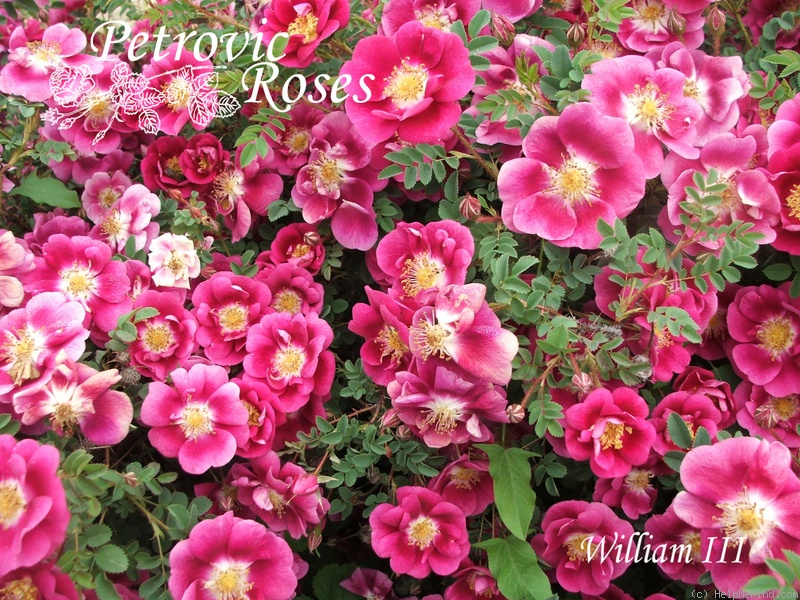 'William III' rose, click to enlarge 'William III' rose photo