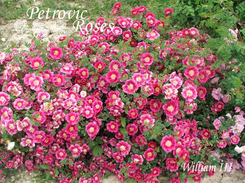 'William III' rose, click to enlarge 'William III' rose photo