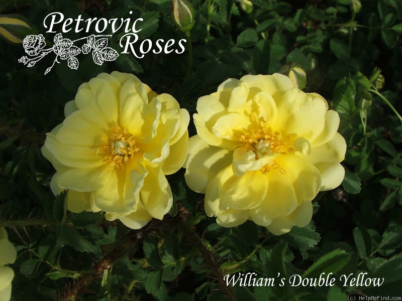 'Williams' Double Yellow' rose photo