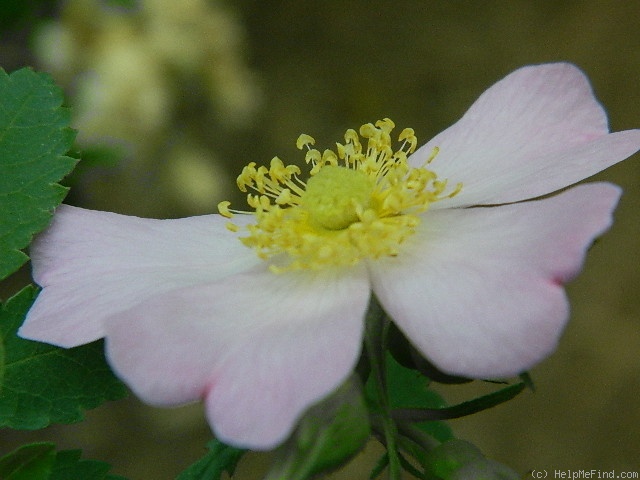 'Puzzlement' rose photo