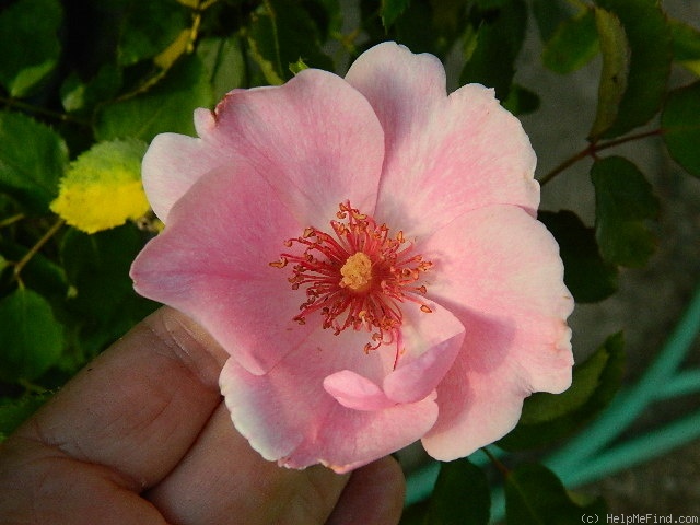 'Frances Fisher' rose photo