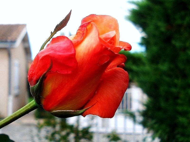 'Lindaraja' rose, click to enlarge 'Lindaraja' rose photo