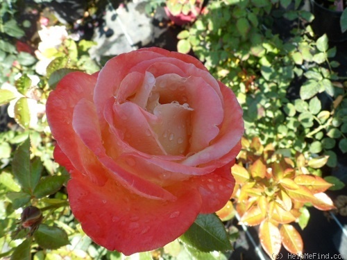 'Vendée Impériale ®' rose, click to enlarge 'Vendée Impériale ®' rose photo