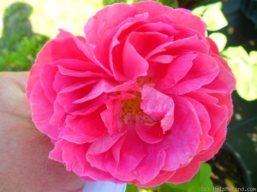 'Sir Edward Elgar' rose photo