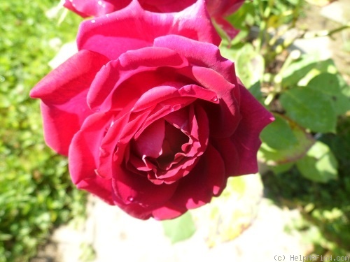 'Princess Nagako' rose photo