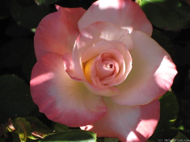 'Gemini (hybrid tea, Zary 1999)' rose photo
