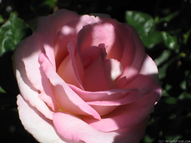 'Elle ® (hybrid tea, Mouchotte/Meilland 1999)' rose photo