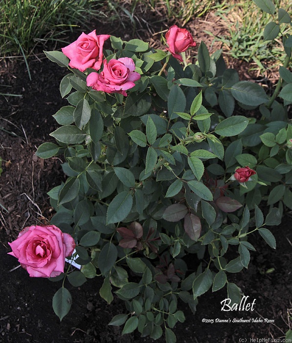 'Ballet ® (hybrid tea, Kordes 1958)' rose photo
