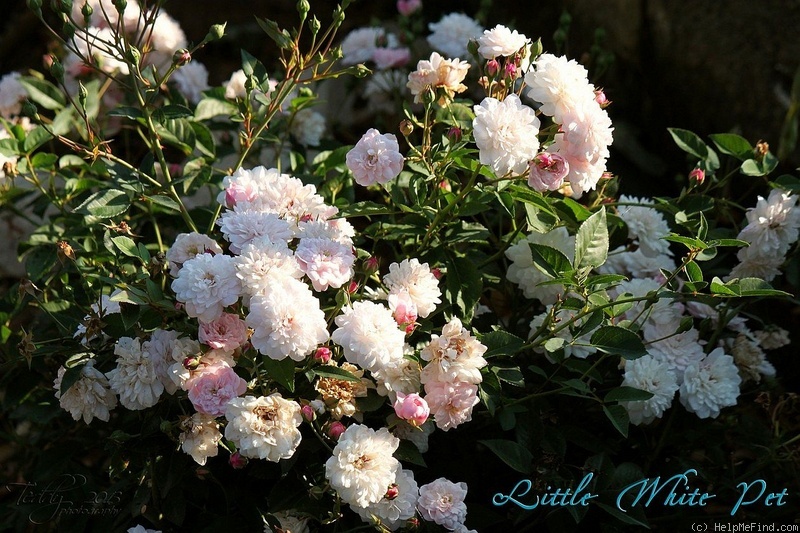 'Little White Pet ' Rose Photo