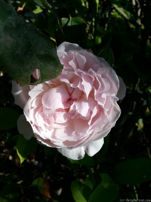 'Souvenir de la Malmaison' rose photo