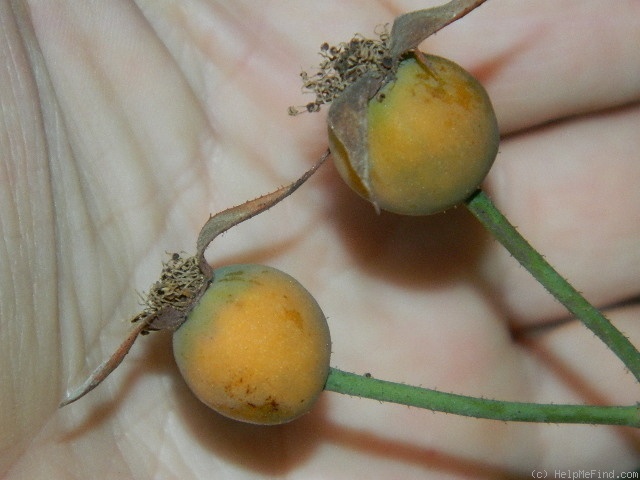 'Purpurea (china, Chenault, 1930)' rose photo