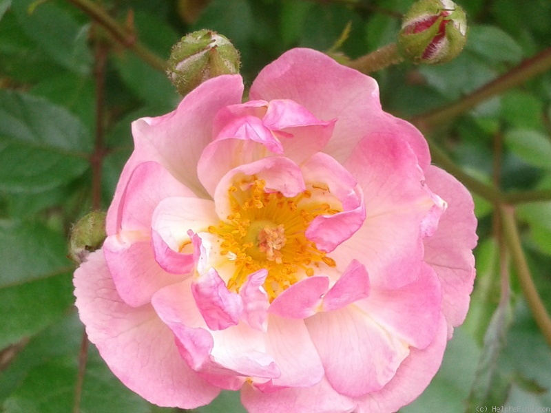 'Enjouée' rose photo