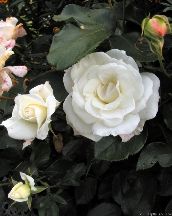 'Gråsten ™' rose photo
