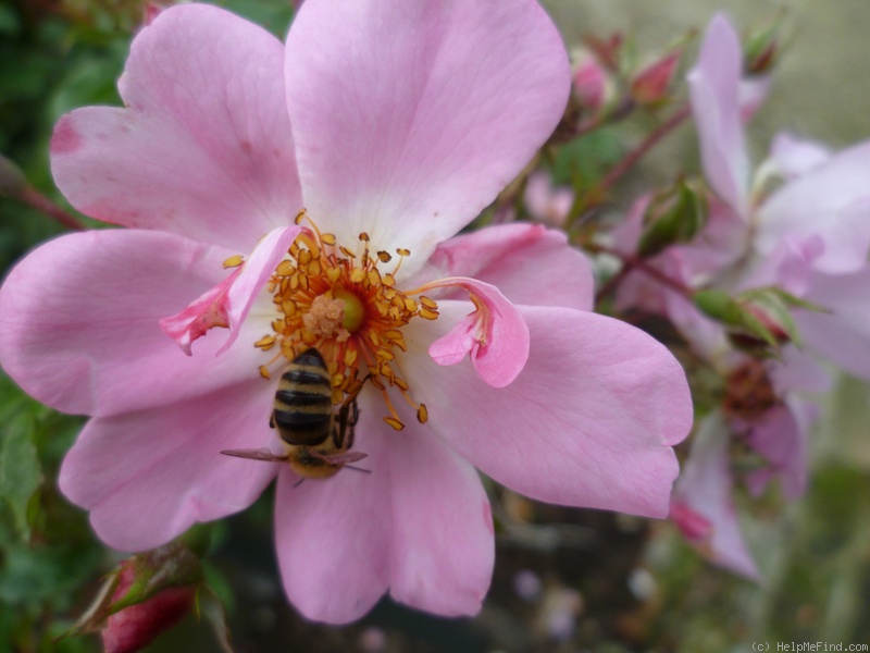 'Sweet Haze®' rose photo