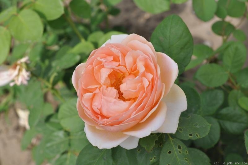 'Anna Fendi ®' rose photo