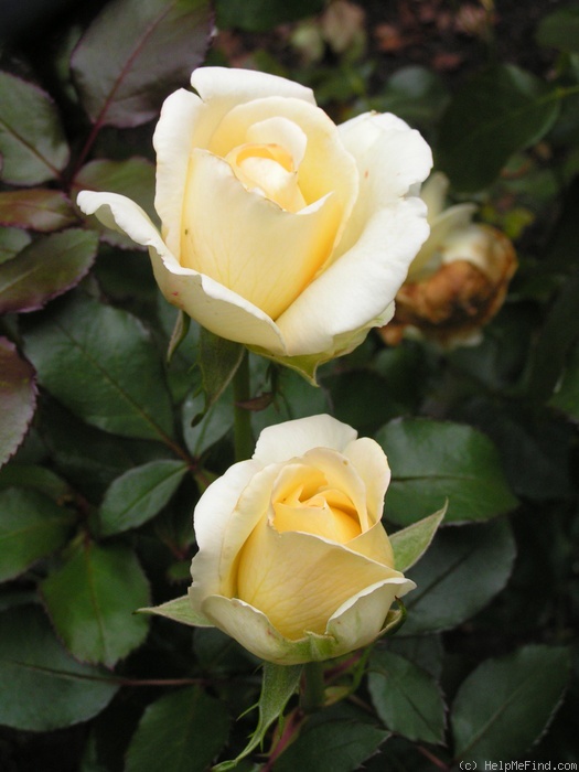 'Ambiente' rose photo